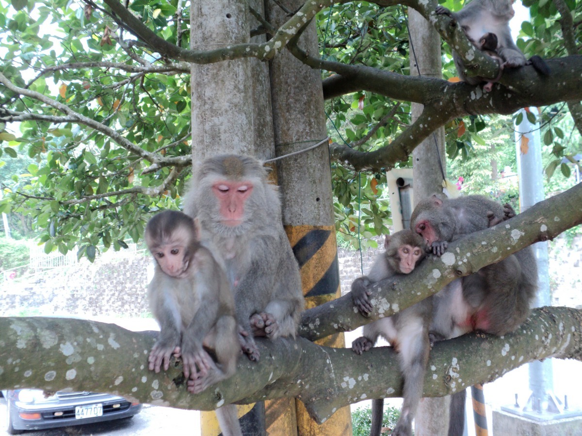 台灣獼猴為保育類野生動物，且蓄意獵殺會涉刑責。高維奇/攝