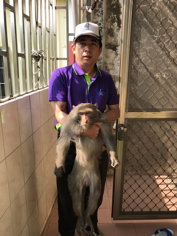 台南市動保處獸醫師林景山日前在新化地區以麻醉槍捕獲的公猴 。台南市野生動物保育學會曾翌碩/提供