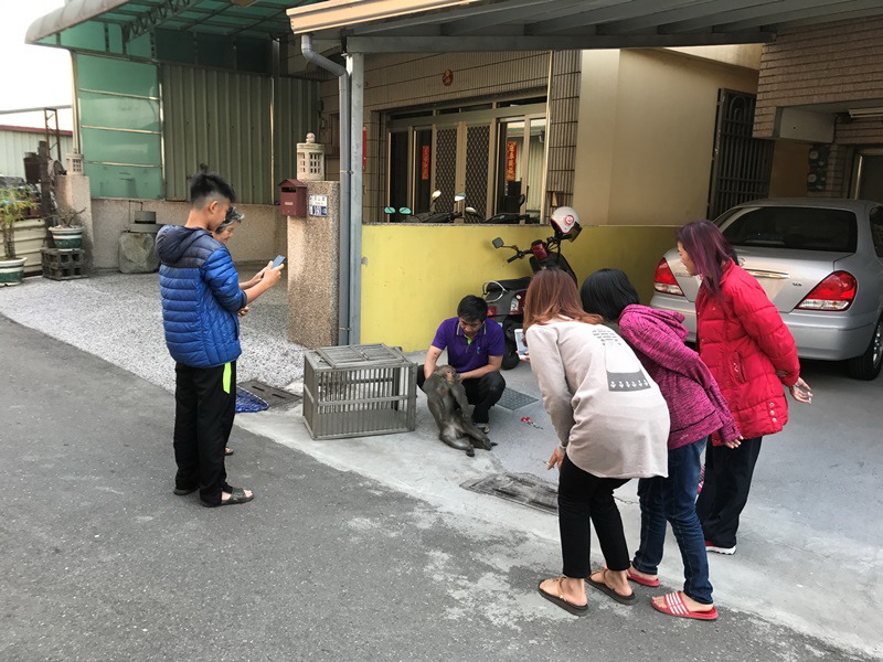 入侵住宅區、校園的獼猴，都會引發驚嚇與騷動。 台南市野生動物保育學會曾翌碩/提供