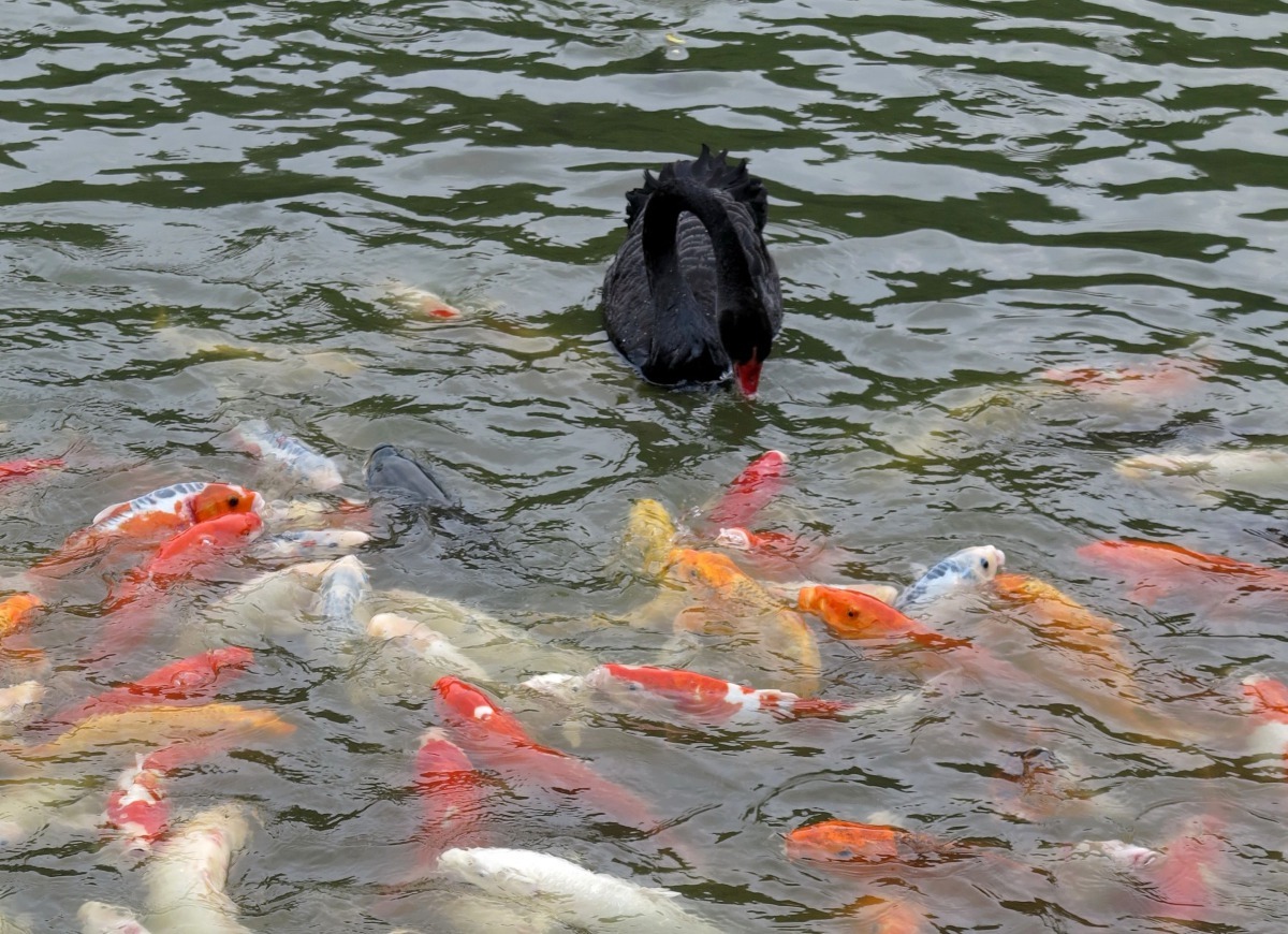 黑天鵝吃了乾飼料後配水時，錦鲤會游近鵝喙食用流漏的飼料。高維奇/攝