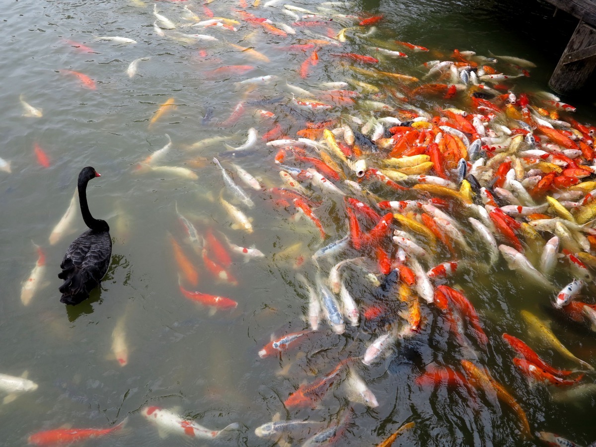 原本在池塘另一邊休息的黑天鵝，察覺錦魚進食的動靜時即趨前搶食。高維奇/攝