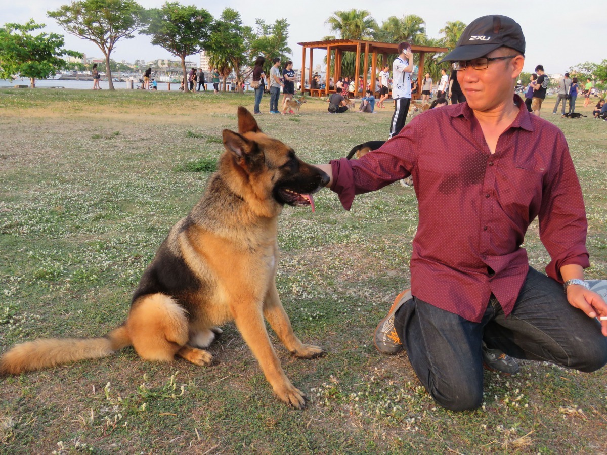 易順翔帶著俊逸挺拔的狼犬WOLF到林默娘公園，很難想像是他一個月前領養而來的。高維奇/攝