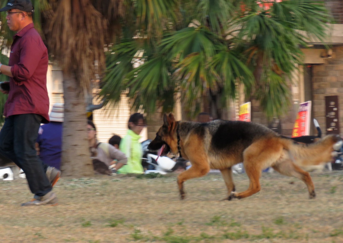 狼犬運動量大，飼主必須花時間帶牠們運動。 高維奇/攝