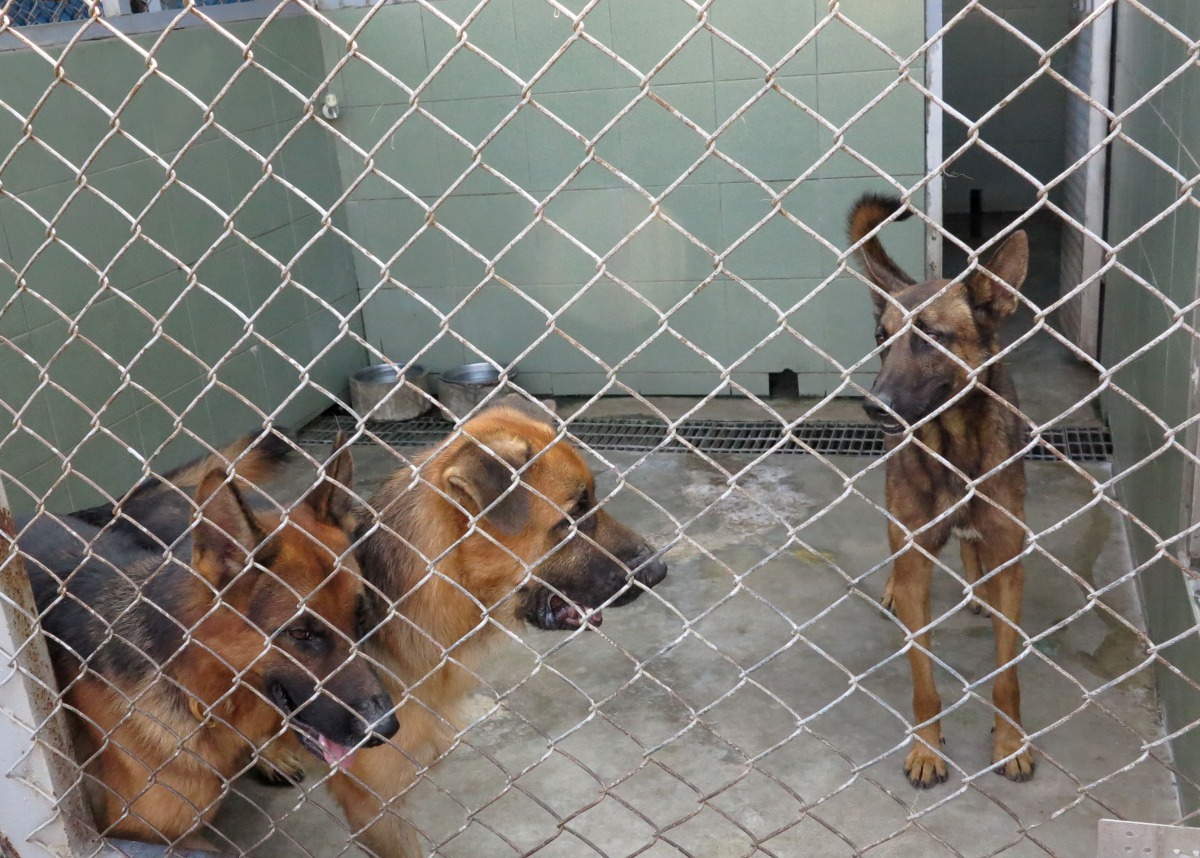 被動物之家收容的狼犬神情疲憊呆滯，與被領養並得到良好照顧者有天壤之別。 高維奇/攝