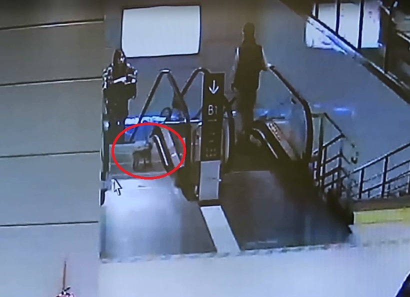 事發當時商場監視器畫面，紅圈處為案發之約克夏犬隻。台北市動保處/提供