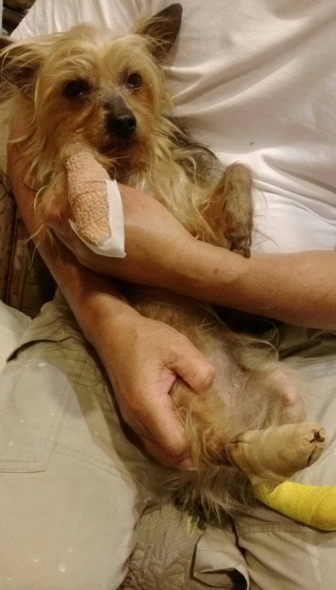 約克夏犬傷後在家照護情形，已獲得適當醫療。台北市動保處/提供