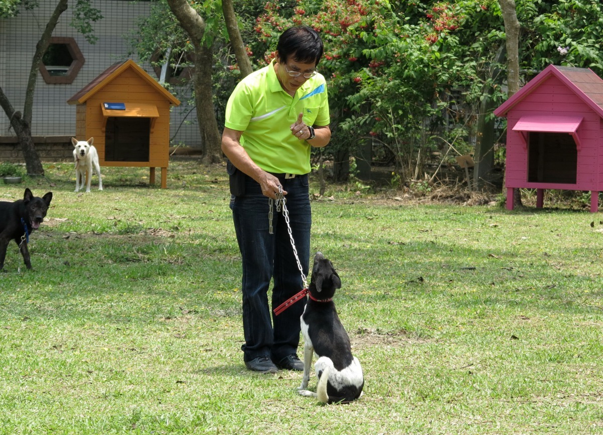 工作犬的首要條件就是服從，也是訓練的主要課程。高維奇/攝