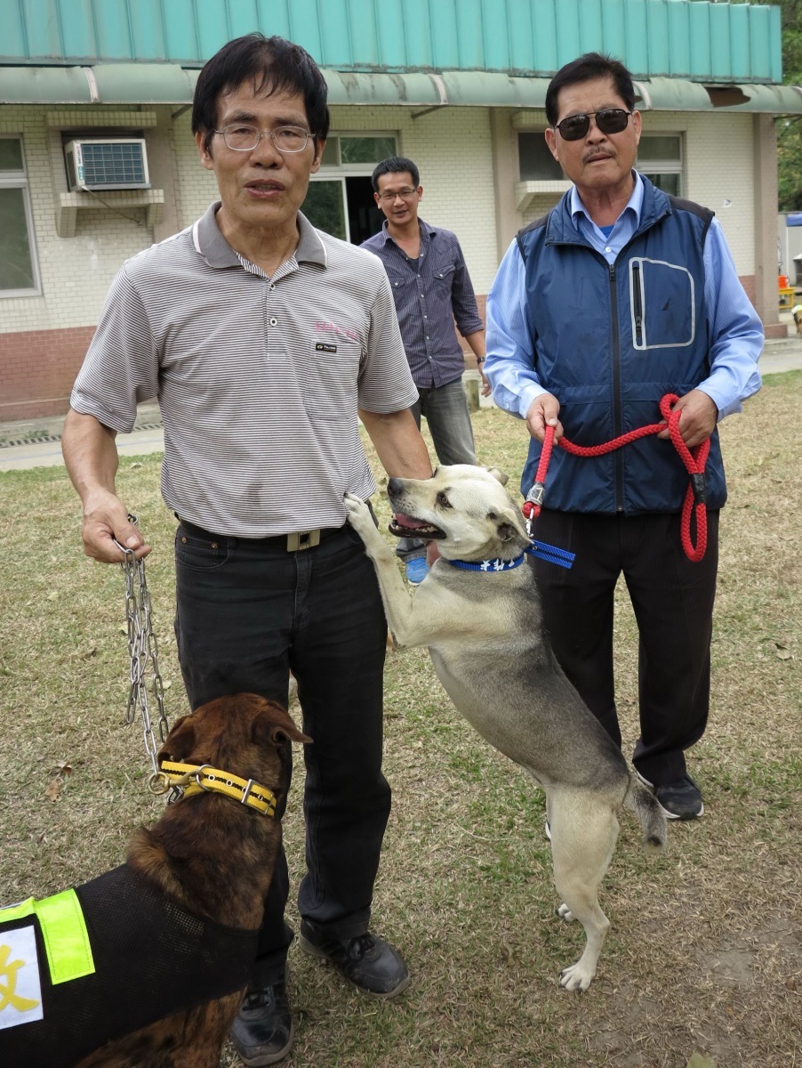 這隻灰白色的工作犬訓練後被領養兩年多，仍認得黃連發。高維奇/攝