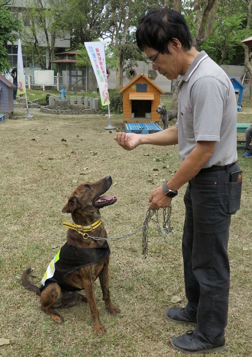 黃連發退休後在台南市動保收容所當志工，訓練流浪狗成為稱職的工作犬。高維奇/攝