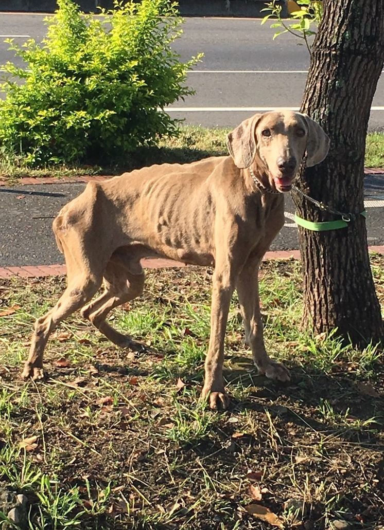 這隻瘦弱的威瑪獵犬經收容所照護逐漸恢復健康，日前已被認養。(5/24更新) 高維奇/攝