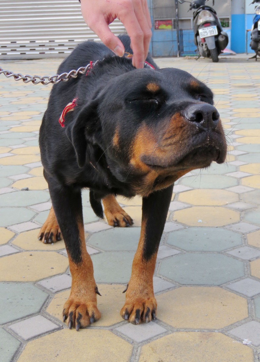 這隻看似兇猛其實乖巧的洛威拿犬，在收容所也沒有待多久就被認養出去了。高維奇/攝