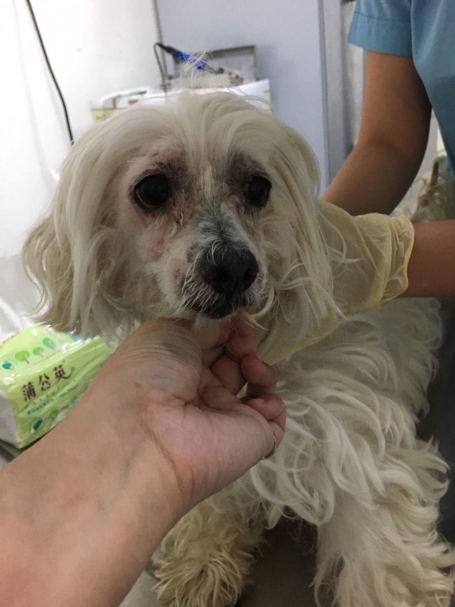 把長毛犬梳洗整理一番打扮乾淨亮麗，可以激發認養意願。 高維奇/攝