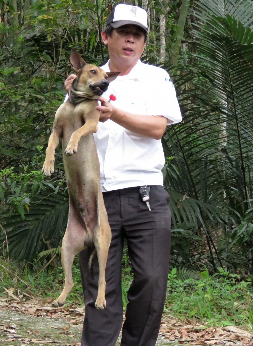 獸醫師林景山以吹箭射中狗後搜尋約400公尺才找到 。高維奇/攝