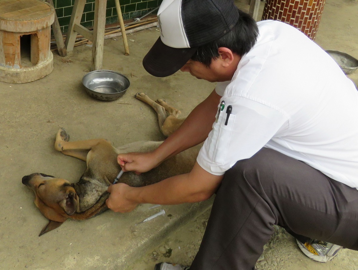林景山與助理力將狗抬回陳良武隻處施打疫苗。高維奇/攝