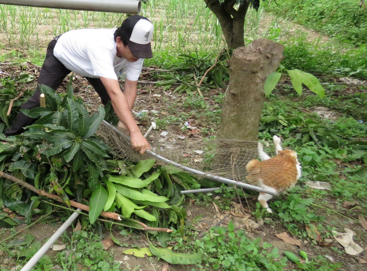 獸醫林景山以捕網子捕捉貓注射疫苗。 高維奇/攝