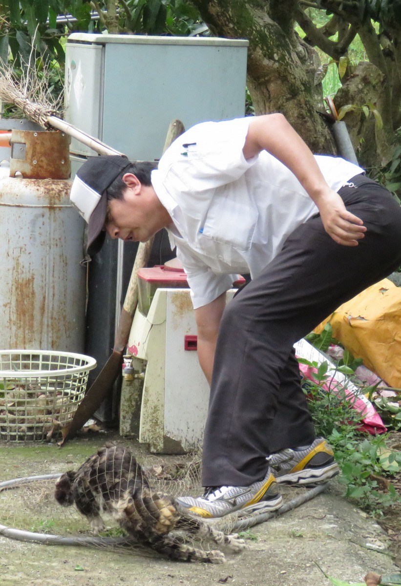 獸醫林景山以捕網子捕捉貓，準備注射疫苗。 高維奇/攝