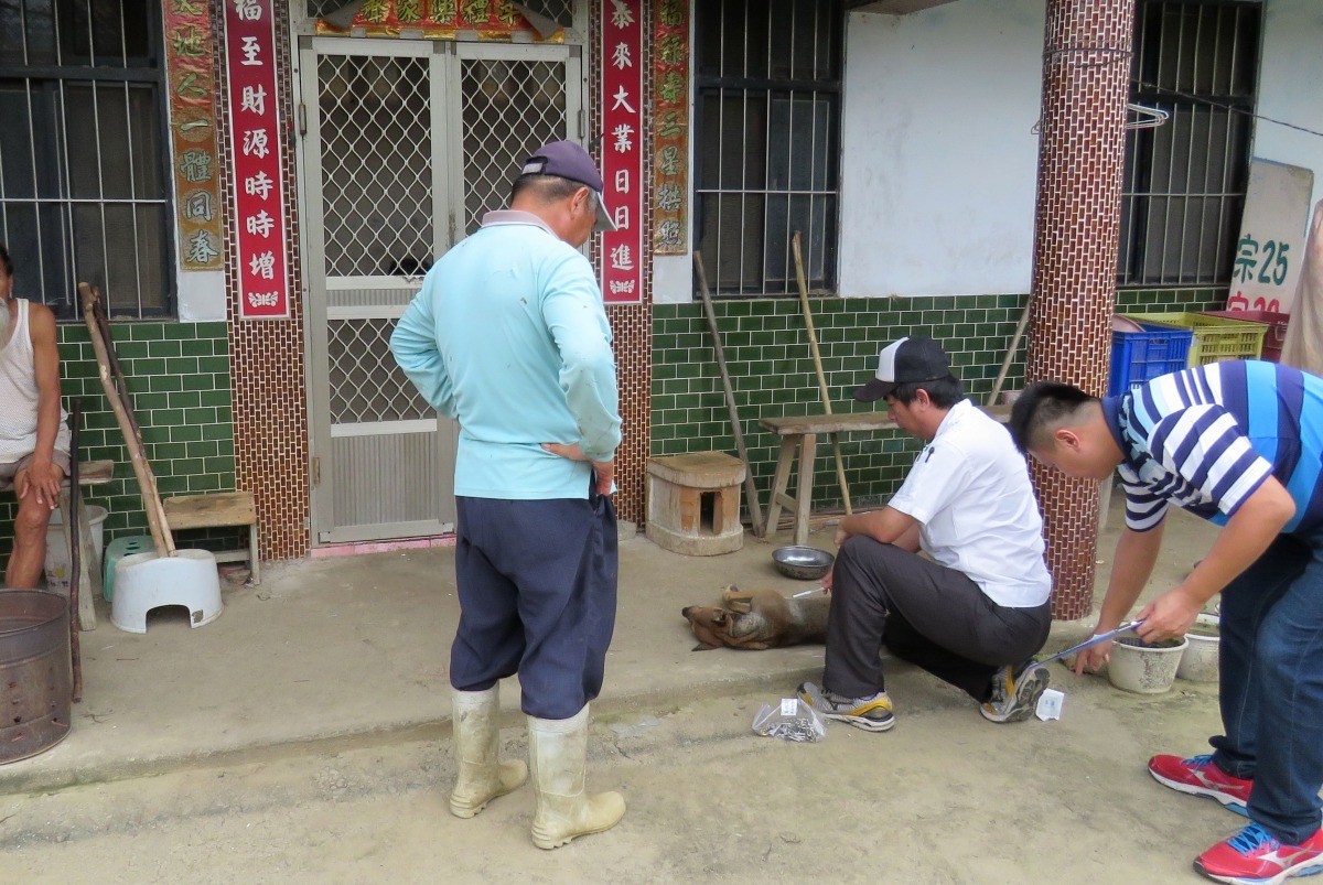 台南市動保處派員前往關山里陳良武家中為犬貓注射狂犬疫苗，里長亦陪同前往(穿雨鞋者) 高維奇/攝
