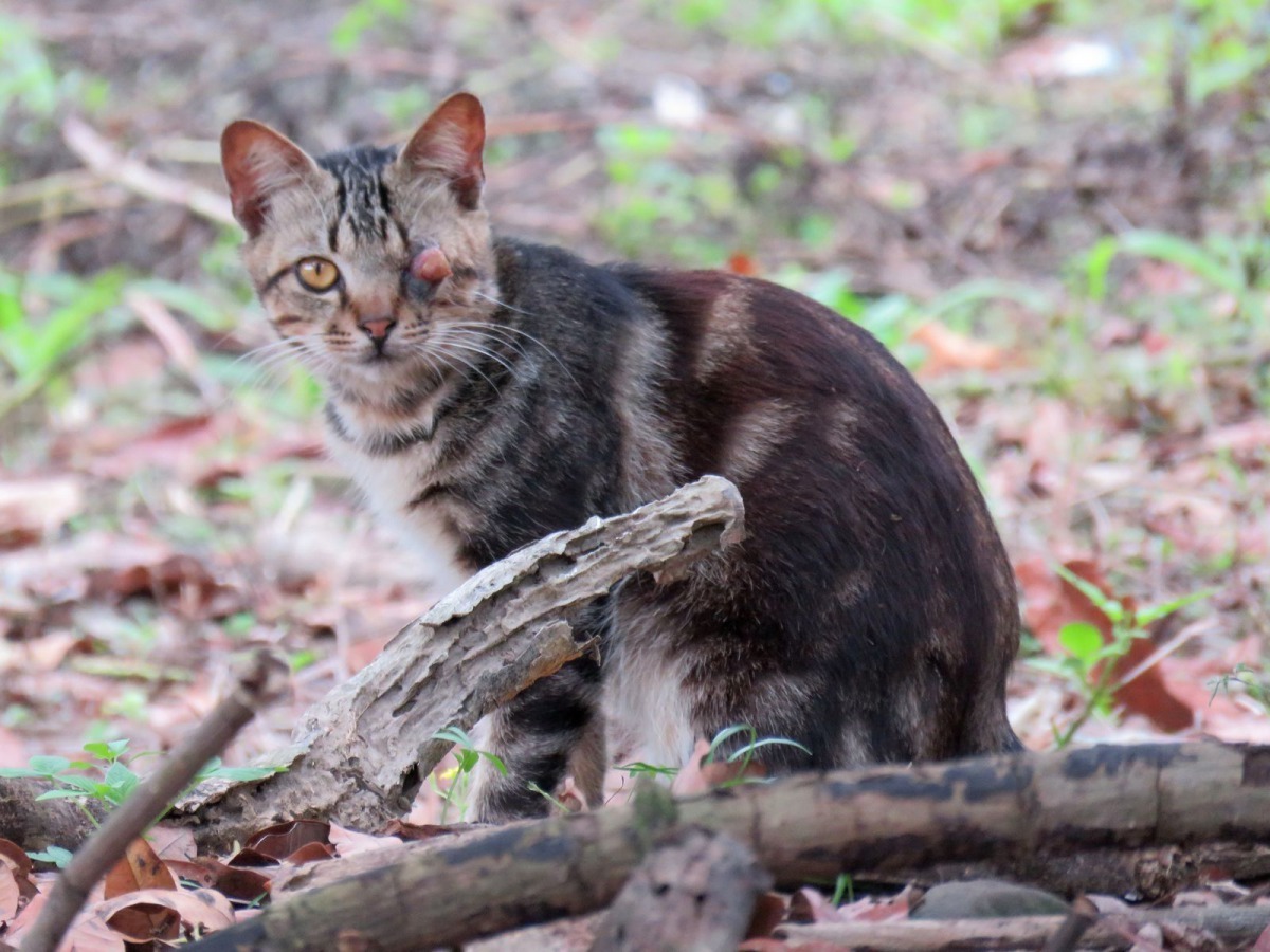 家貓和鼬獾打架而眼球受傷。 高維奇/攝