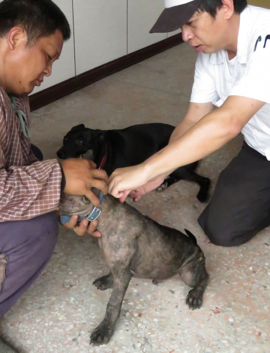 南化區關山里陳姓獨居老人4月21日遭闖入庭院的鼬獾咬傷左腳姆指後，台南市動保立即派員前往該社區為家犬貓注射。高維奇/攝