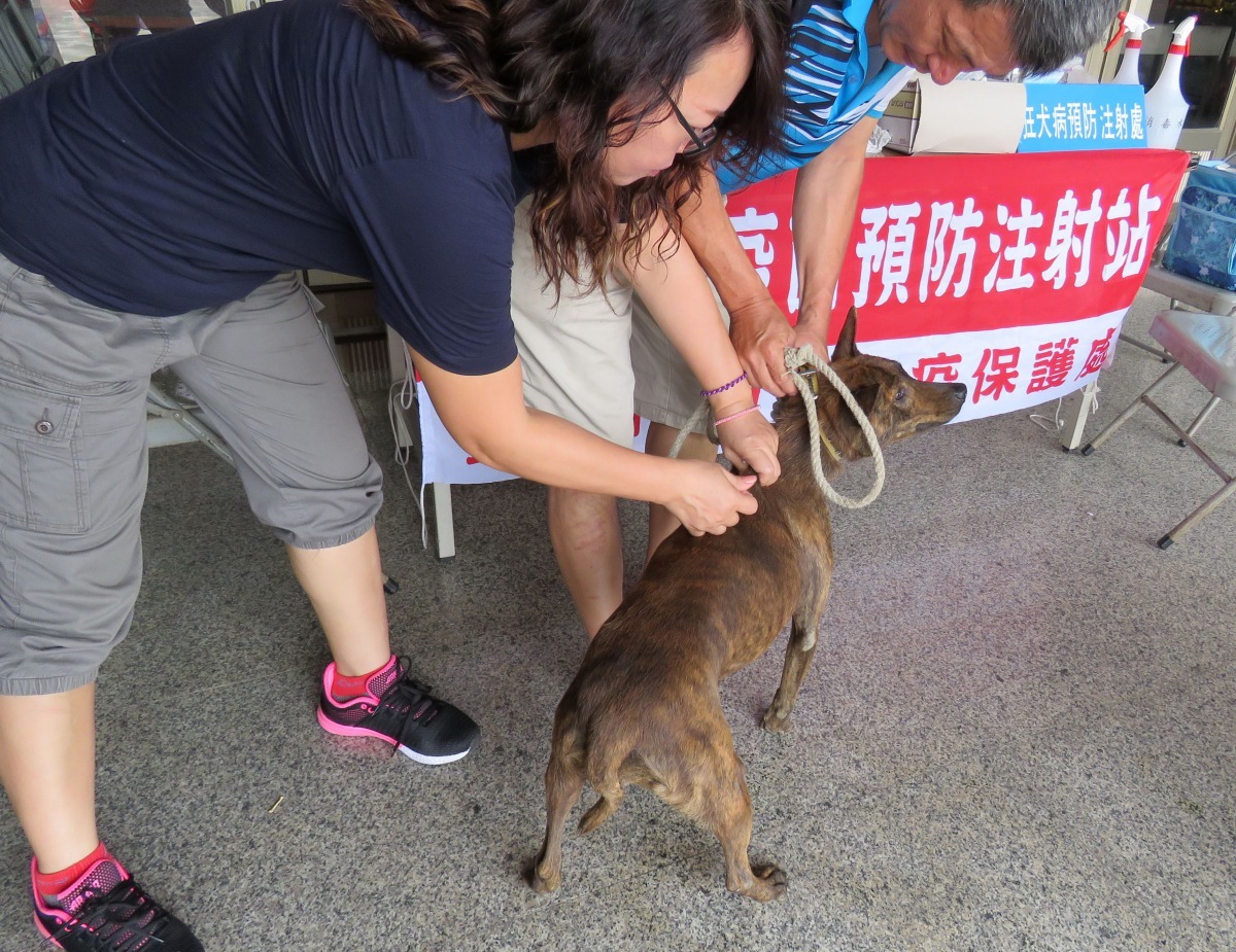 人和犬貓被鼬獾攻擊感染的風險，飼主切記要定時為犬貓施打疫。高維奇/攝