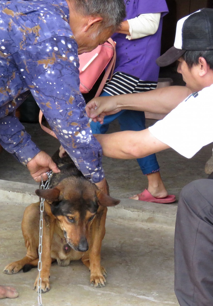 獨居老人想要帶狗到巡迴注射定點困難度高，只能由動保派員到家服務。 高維奇/攝