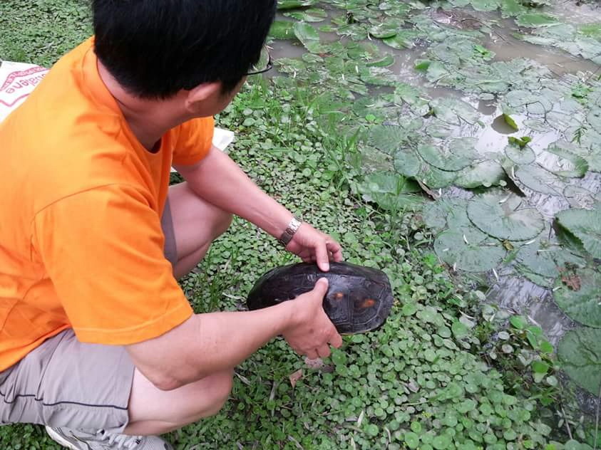 龜有吉祥象徵，許多民眾抓到時都會找合適的水域放生。高維奇/攝