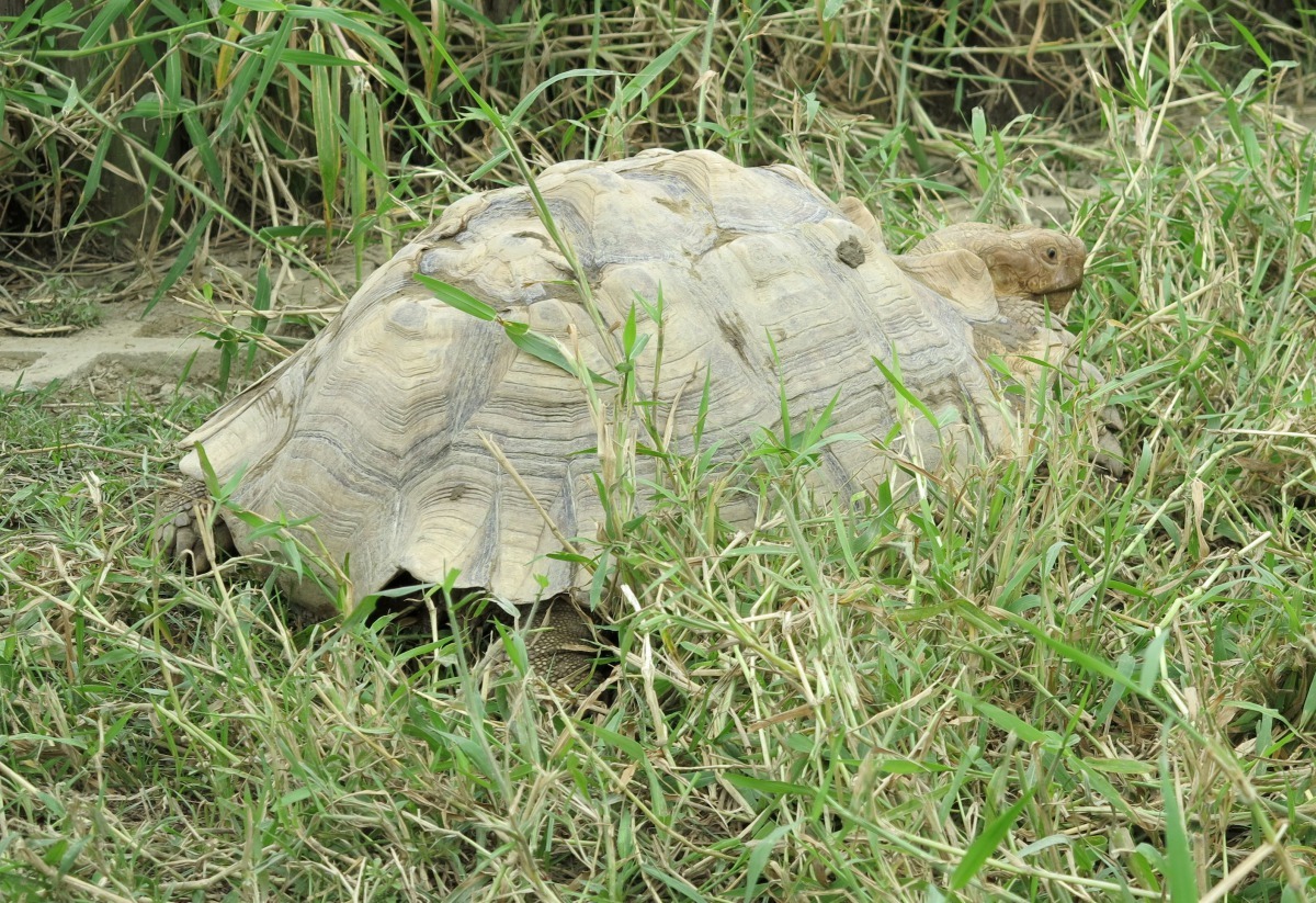 除餵以牧草蔬果外，南部有些龜友會放龜在休耕田或河堤荒野「放牧」吃草曬太陽。高維奇/攝