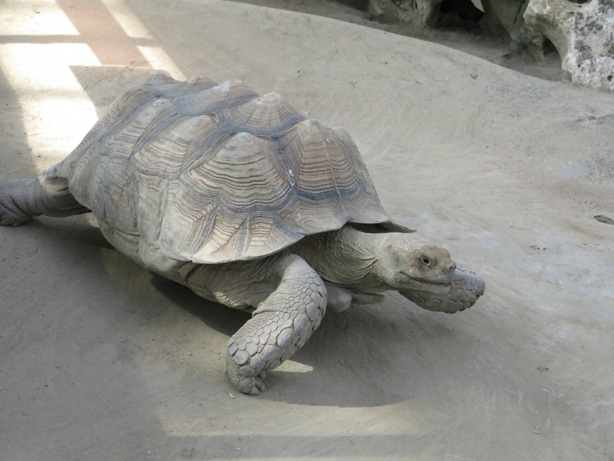 餵太多高蛋白質的飼料給蘇卡達象龜，反而容易造成背甲過度隆起如金字塔型。 高維奇/攝