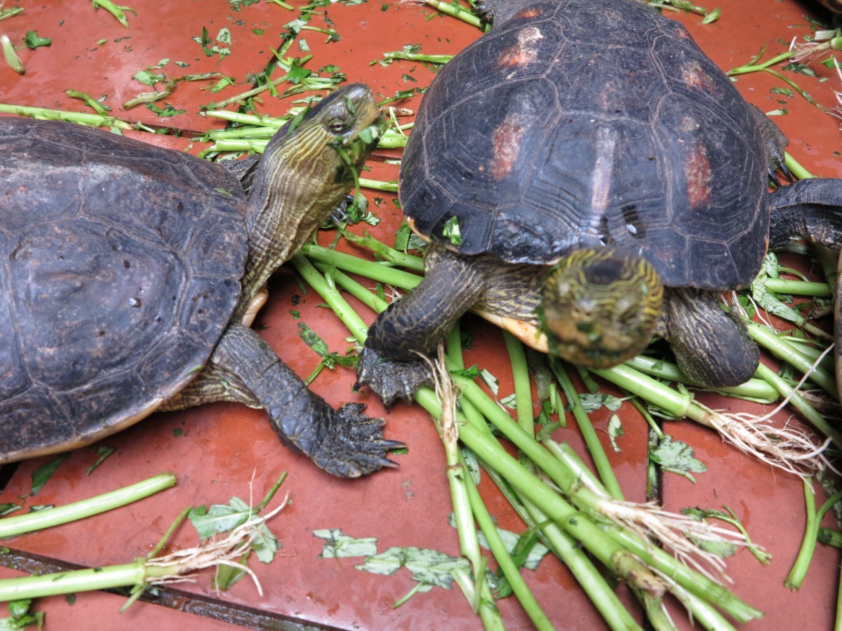 烏龜以素食為主，偶爾補充些動物性蛋白質即可。 高維奇/攝