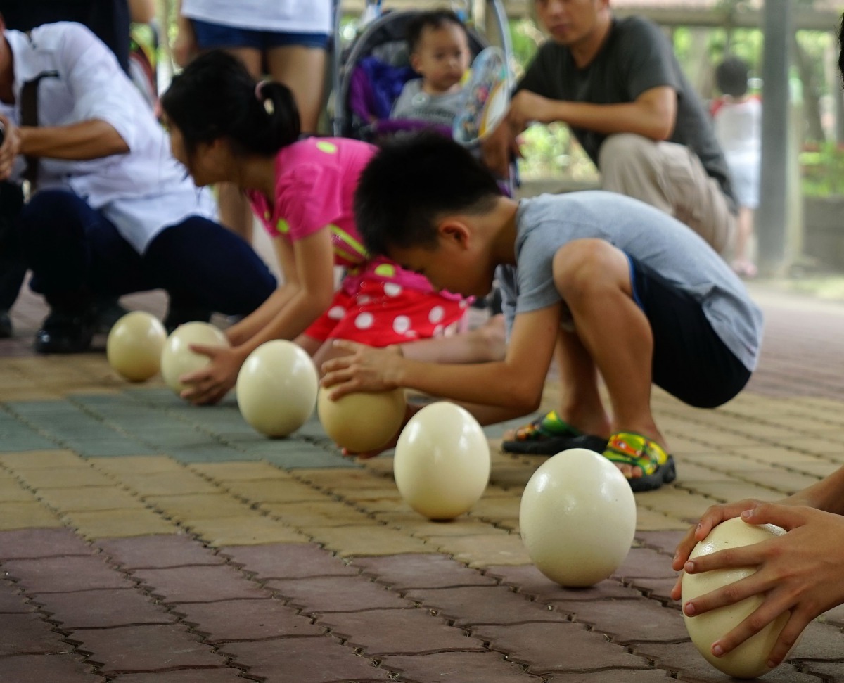 台南市頑皮世界動物園於端午節推出「立鴕鳥蛋大賽」。頑皮世界/提供