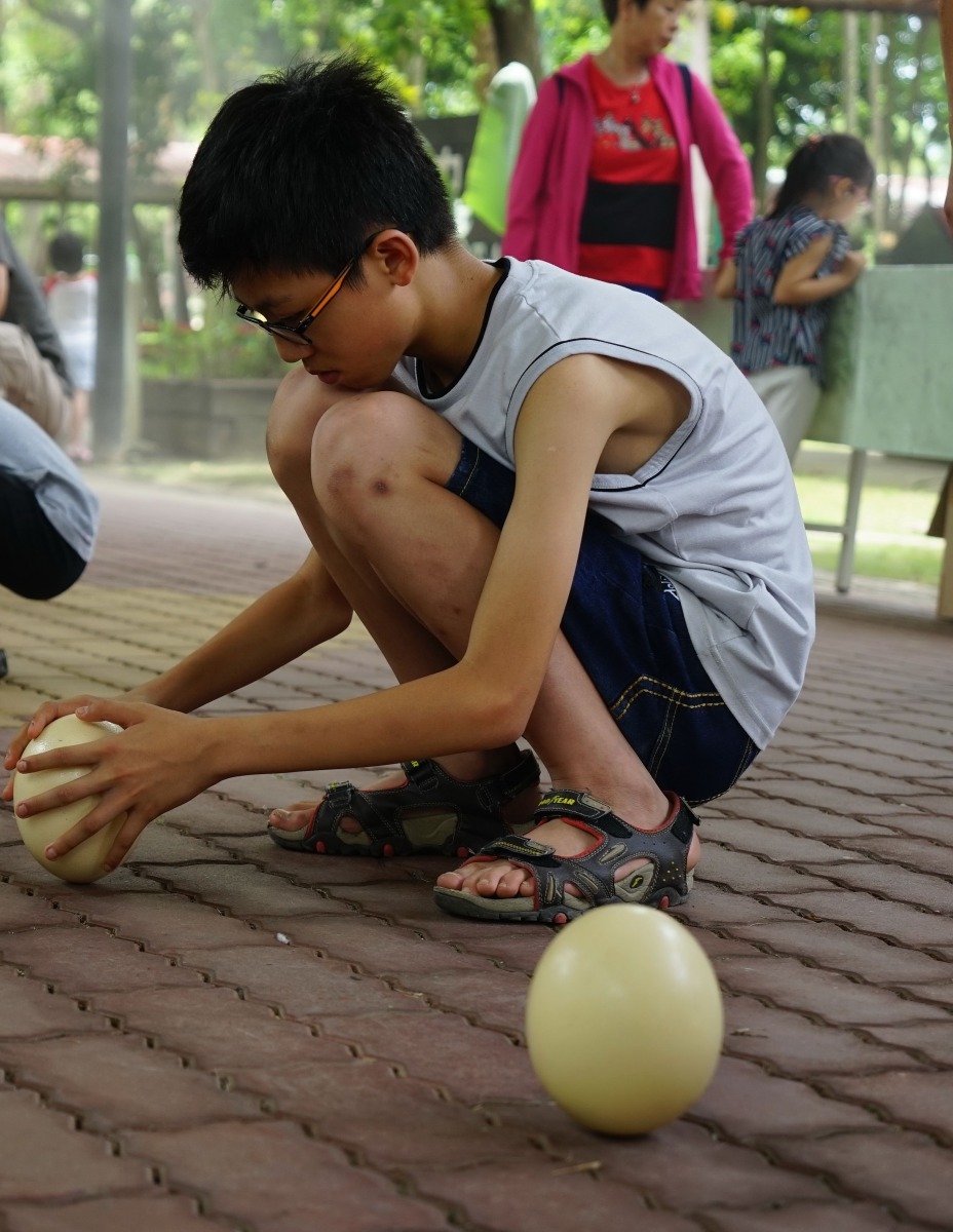 鴕鳥蛋約雞蛋30倍大，讓蛋站起的感覺很奇妙 。  頑皮世界/提供