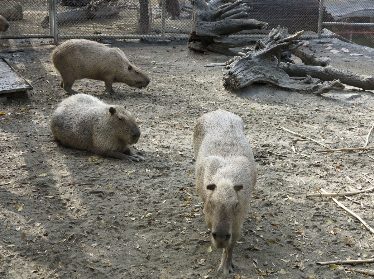 水豚是園區的超人氣動物。頑皮世界/提供