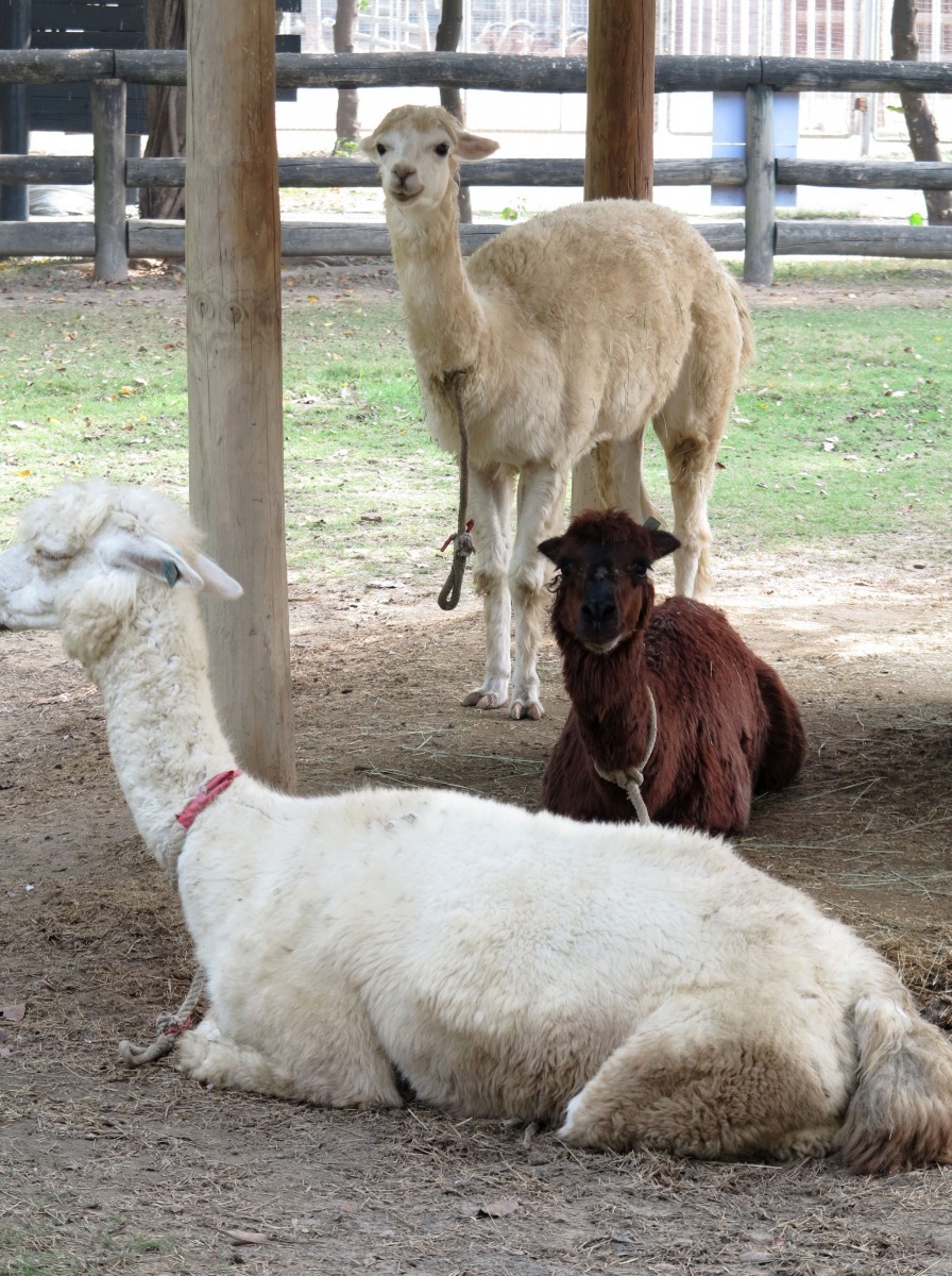 頑皮世界園內共有三百多種溫馴可愛動物  高維奇/攝