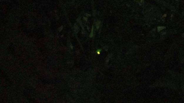 夜間黃綠色閃爍的光芒,是黃綠螢的特色。 台北市立動物園/提供