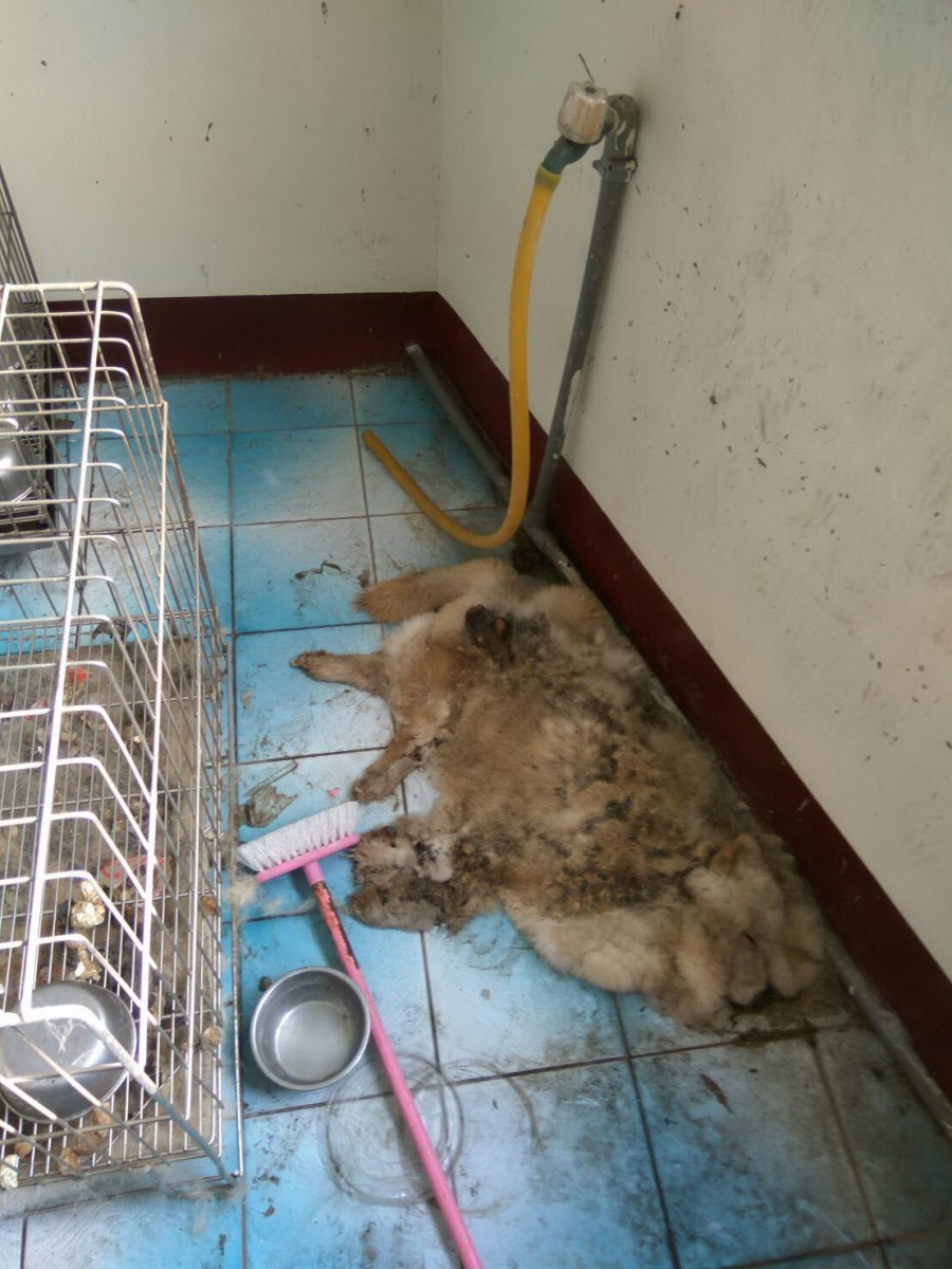 活活餓死的犬隻腐爛多日，被發現時僅剩毛皮。台南動保處/提供