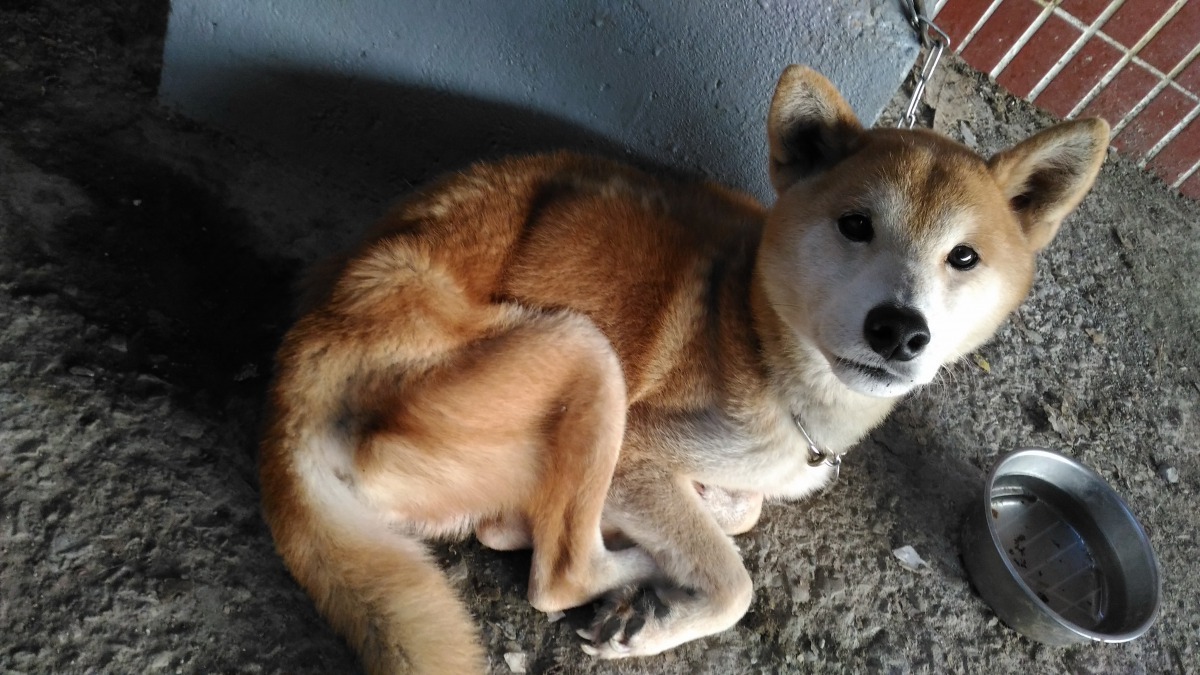 這隻柴犬被救後存活下來。台南動保處/提供