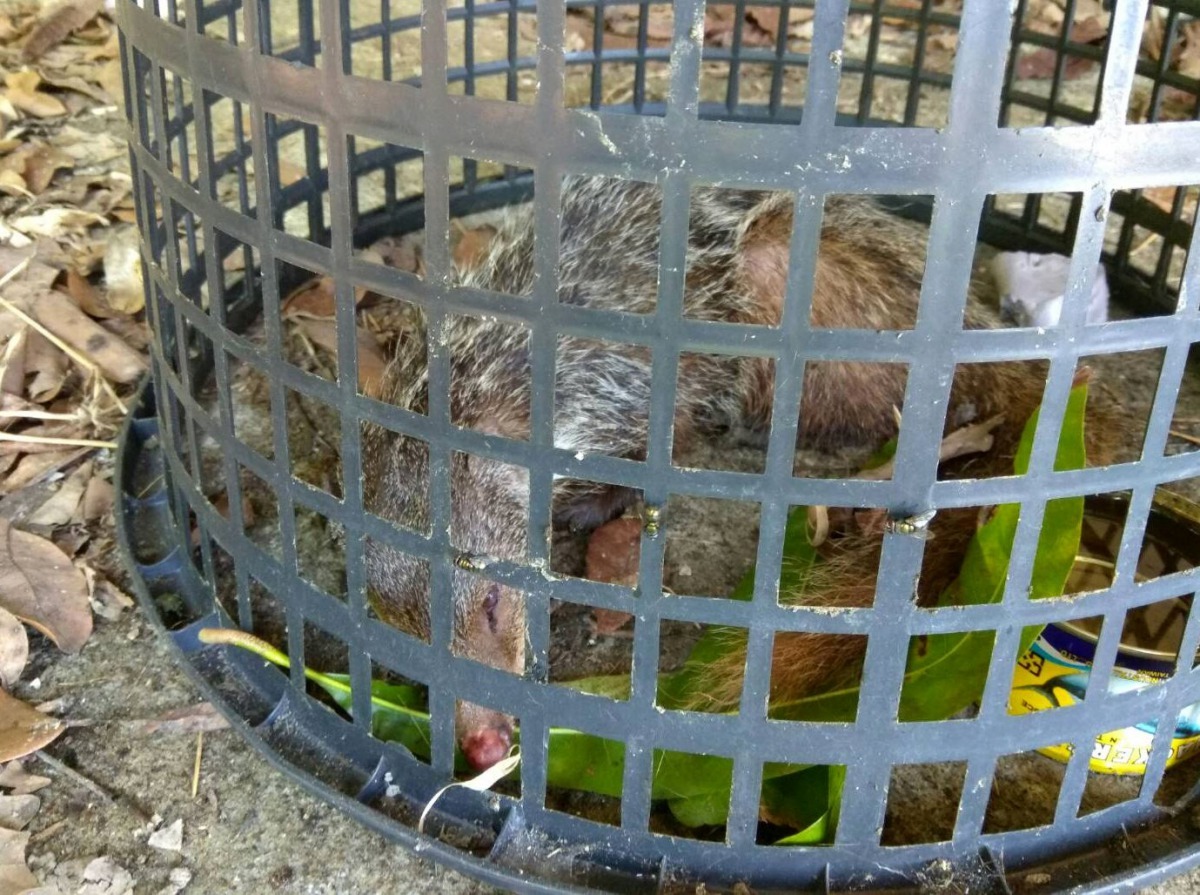 通報人以為是鼬獾，趕忙用塑膠簍蓋住。 台南市動保處/提供