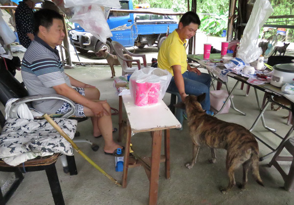 代養犬在台南果農江大哥夫婦心目中已是「家犬」。中華民國保護動物協會/提供