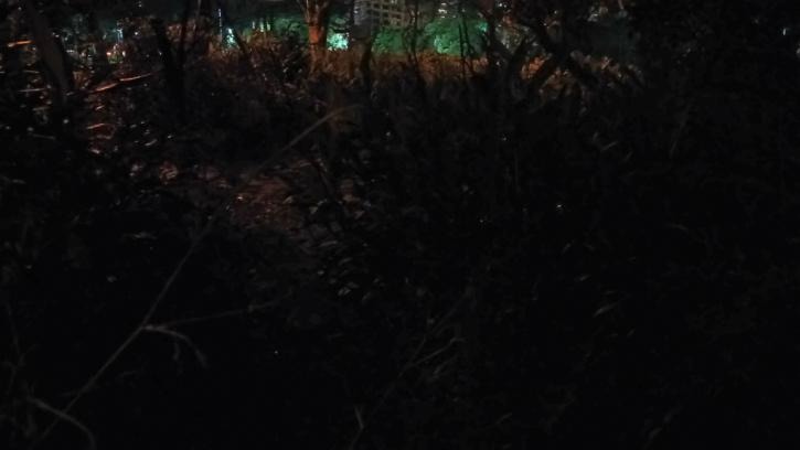 草叢間的亮光,是大安森林公園飛舞的黃綠螢。台北市立動物園/提供