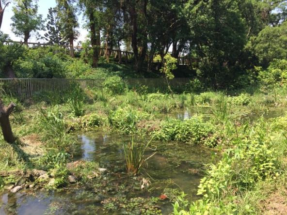 榮星花園生態池現況。台北市立動物園/提供