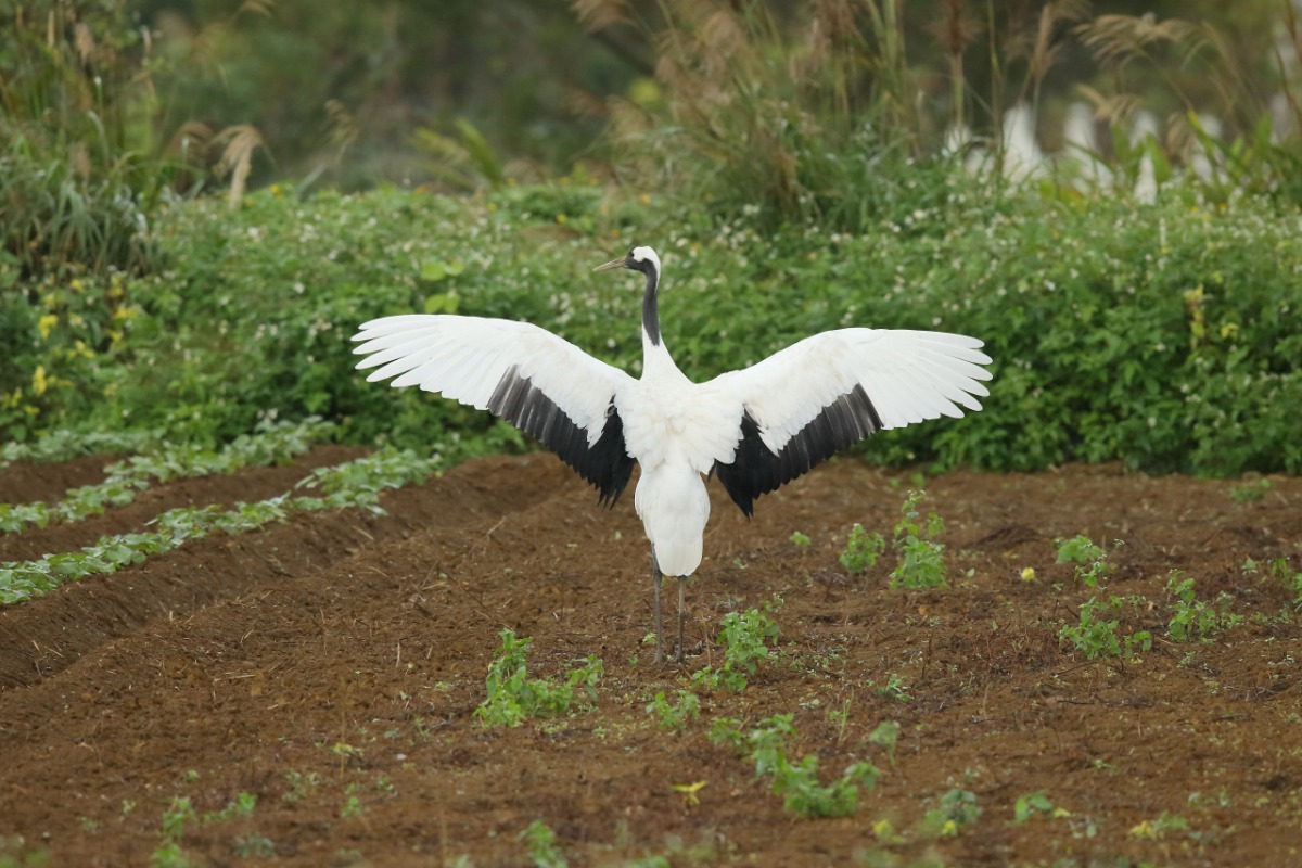 過境台灣停留覓食的丹頂鶴,姿態優美。(台北市野鳥協會資深鳥友陳王時先生提供)