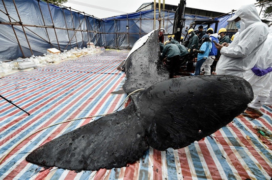擱淺死亡抹香鯨已懷孕。取自新華社