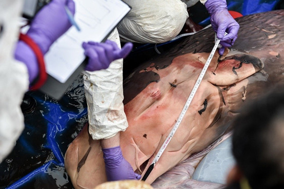 研究人員測量抹香鯨胎兒約兩米長。取自新華社