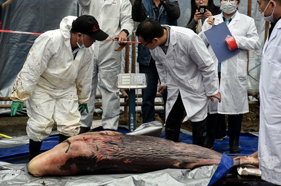 研究人員對來不及睜開眼的抹香鯨寶寶進行稱重。取自新華社