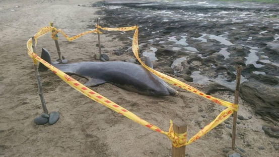 富基安檢所將鯨豚遺體移動至海浪無法沖打位置，並於四周架設封鎖線。海巡署提供