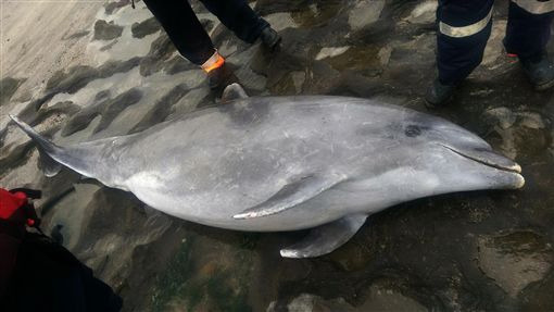 富基安檢所將鯨豚遺體移動至海浪無法沖打位置，並於四周架設封鎖線。海巡署提供