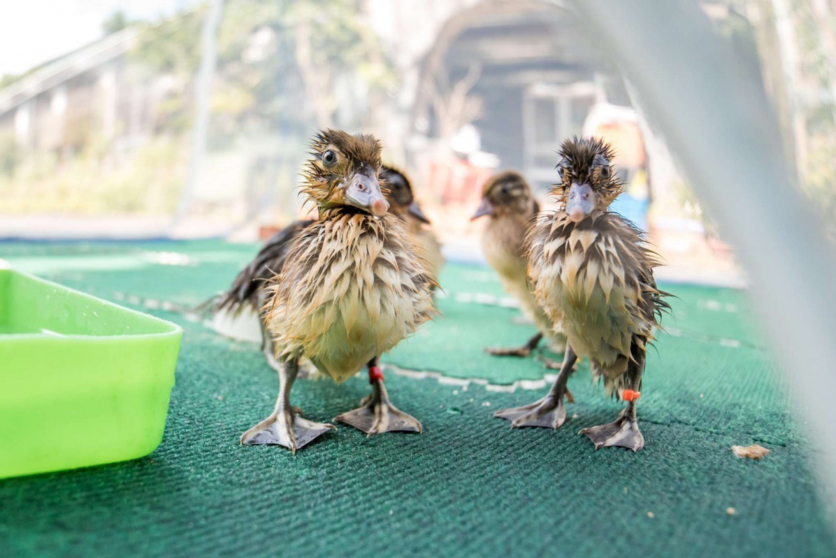雛鳥身上的絨毛較不防水，浸的全身濕透感覺體型瞬間縮小了許多！ 台北市立動物園/提供