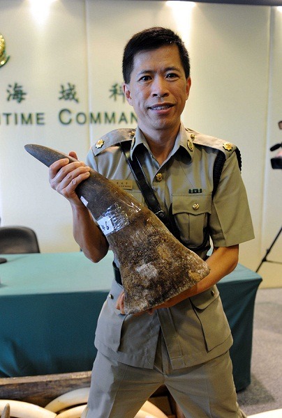 查緝員與查獲的犀牛角。 取自中新社 (台灣動物新聞網資料照)