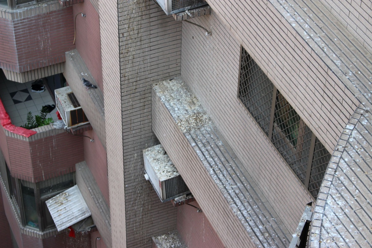 台南市安平一棟公寓樓被野鴿棲息，建物被鴿糞嚴重汙染。高維奇/攝
