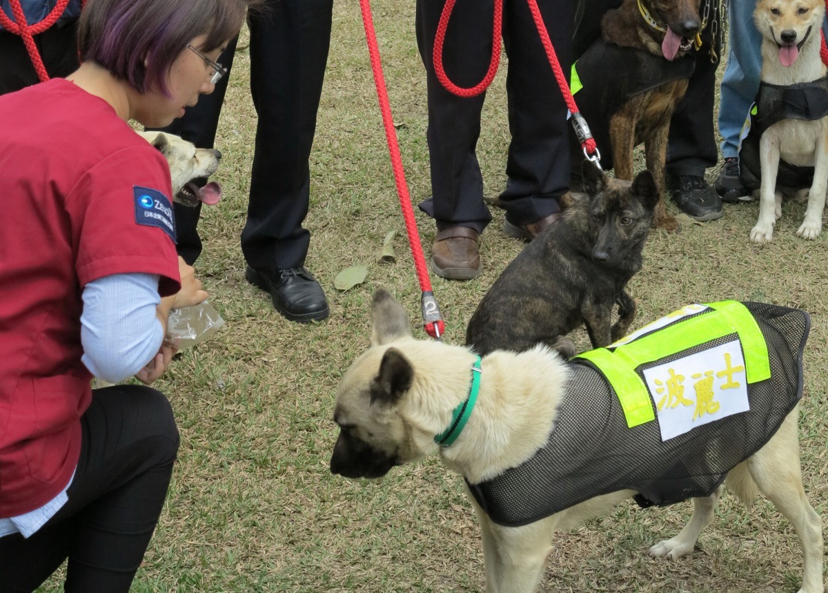 台南市動保處最近要擴大推出「派出所波麗士犬｣。高維奇/攝
